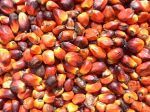 Palm Nuts